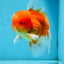 A Grade Gentle Giant Sakura Oranda Male 5.5-6 inches #062025OR_21