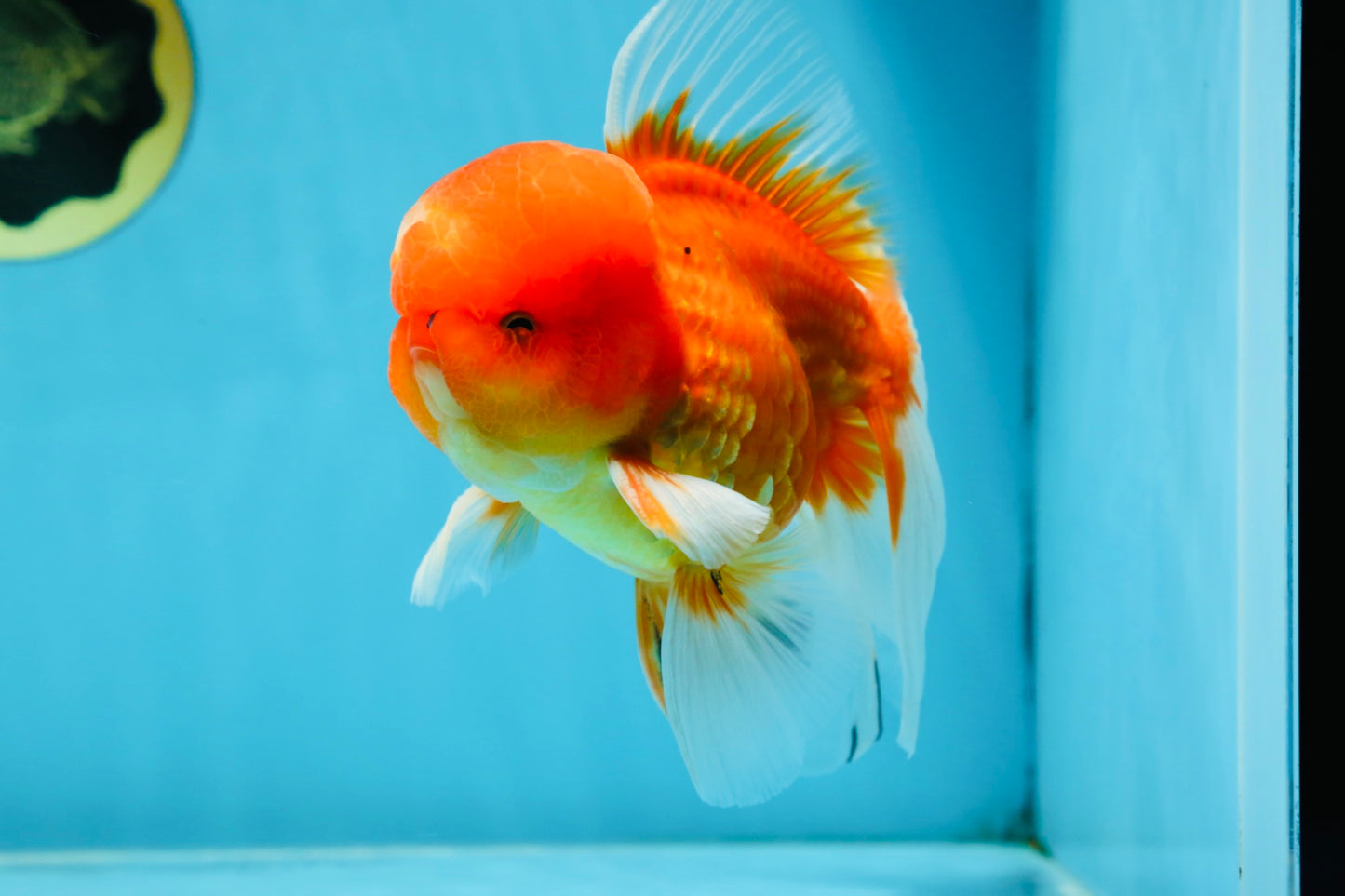 A Grade Gentle Giant Sakura Oranda Male 5.5-6 inches #062025OR_21