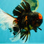 A Grade Tiger Oranda Male 7.5-8 inches #101626OR_17