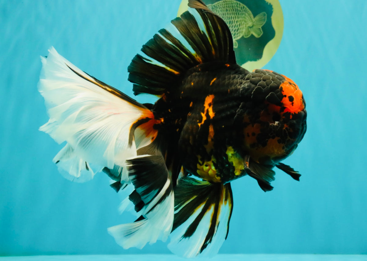 A Grade Tiger Oranda Male 7.5-8 inches #101626OR_17