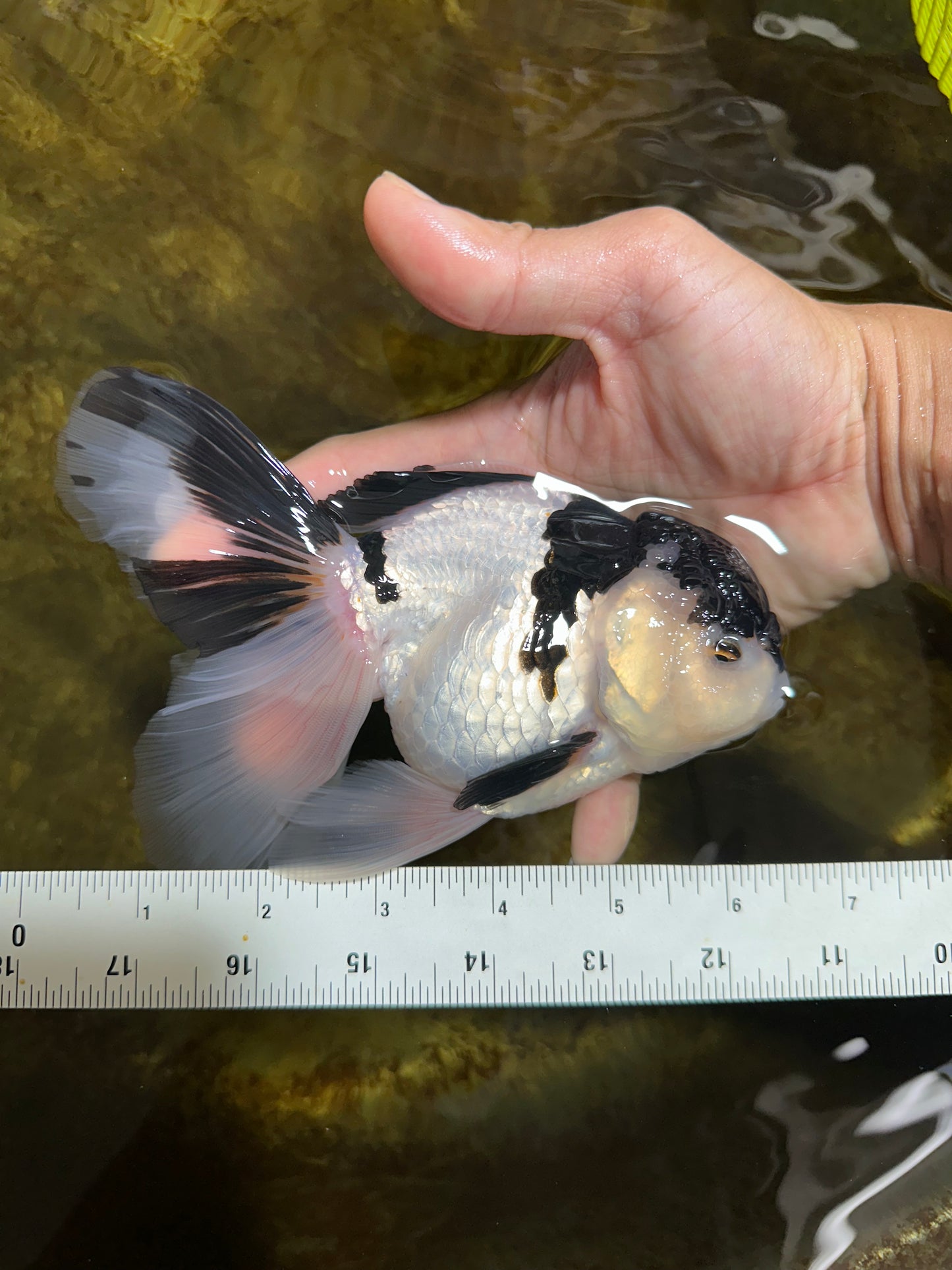 A Grade UNIQUE Panda Oranda Female 6-6.5 inches #091925OR_01