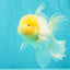 A Grade White Oranda Male 5.5 inches #101626OR_09