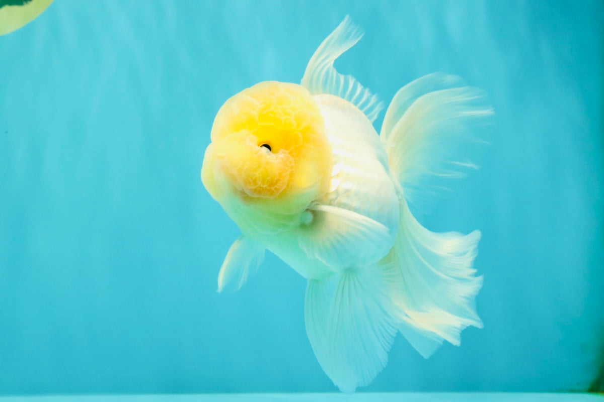 A Grade White Oranda Male 5.5 inches #101626OR_09