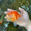 A Grade Sakura Oranda Male 4.5-5 inches #052325OR_06