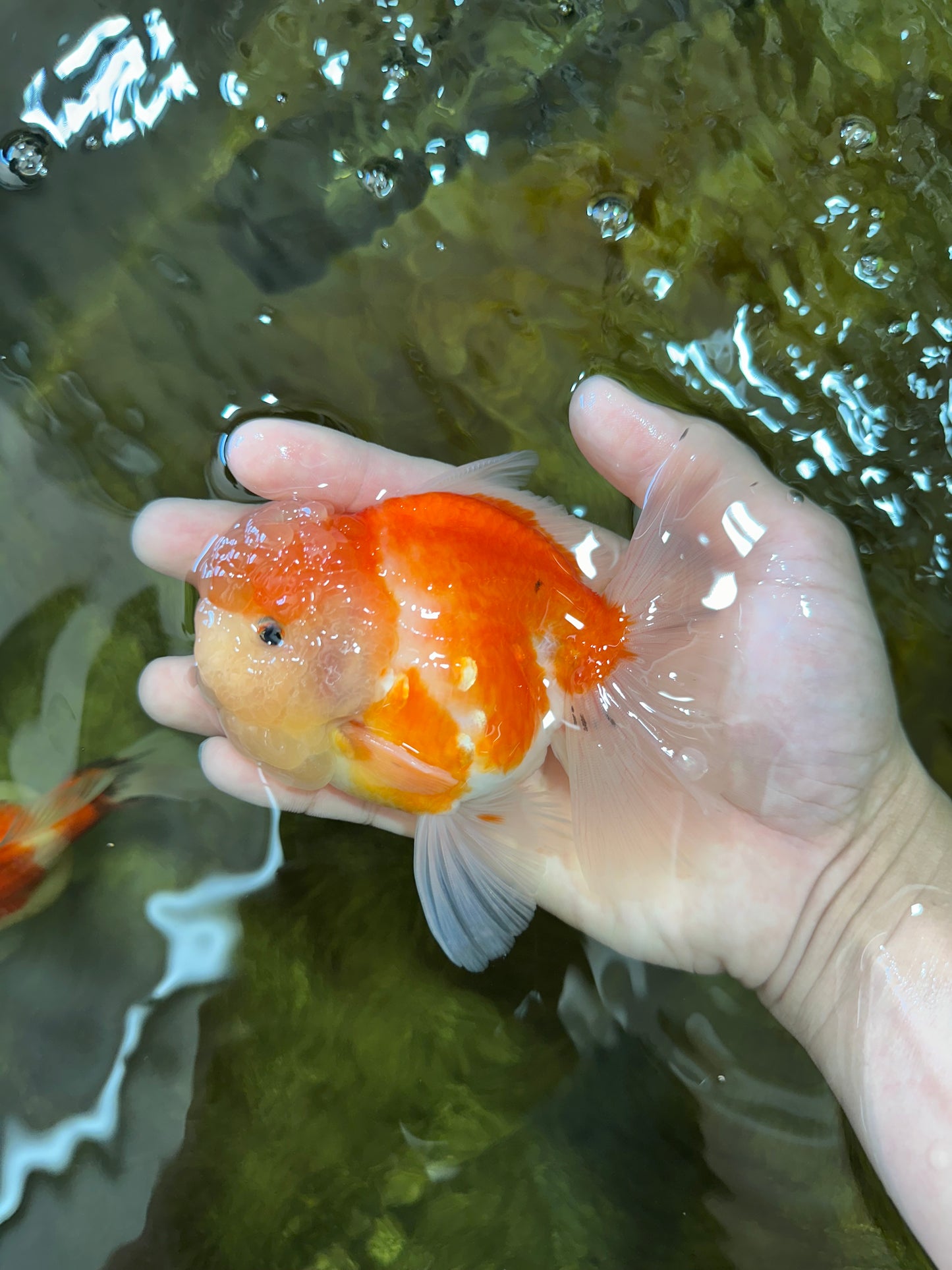A Grade Sakura Oranda Male 4.5-5 inches #052325OR_06
