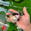 Panda Button Eyes Oranda Mâle 4-4,5 pouces #0913OR_04