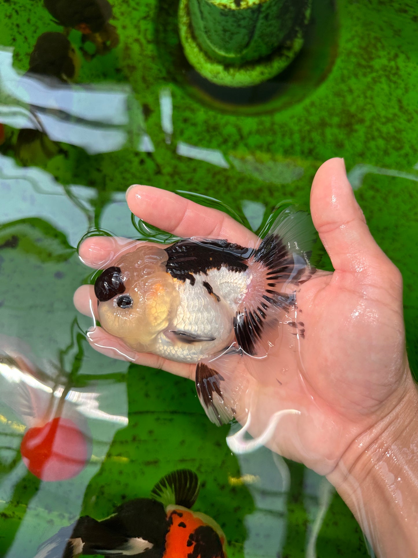 Panda Button Eyes Oranda Male 4-4.5 inches #0913OR_04