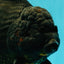 KING KONG AAA Grade Black Oranda Female 8 inches #100926OR_11