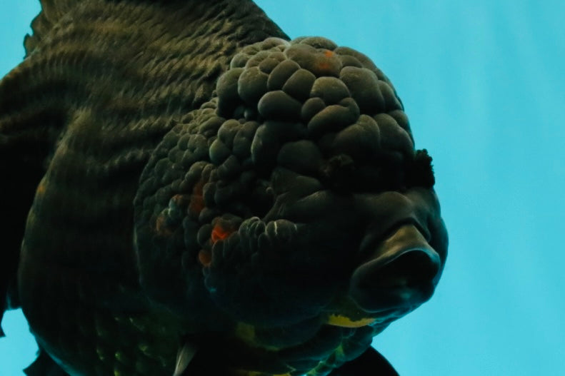 KING KONG AAA Grade Black Oranda Female 8 inches #100926OR_11