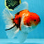 AAA Grade Young Godzilla Sakura Oranda Male 6-6.5 inches #081525OR_08