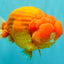 BIG CHEEK AAA Grade Super Hybrid Buffalo Red Ranchu Male 6 inches #100226RC_21