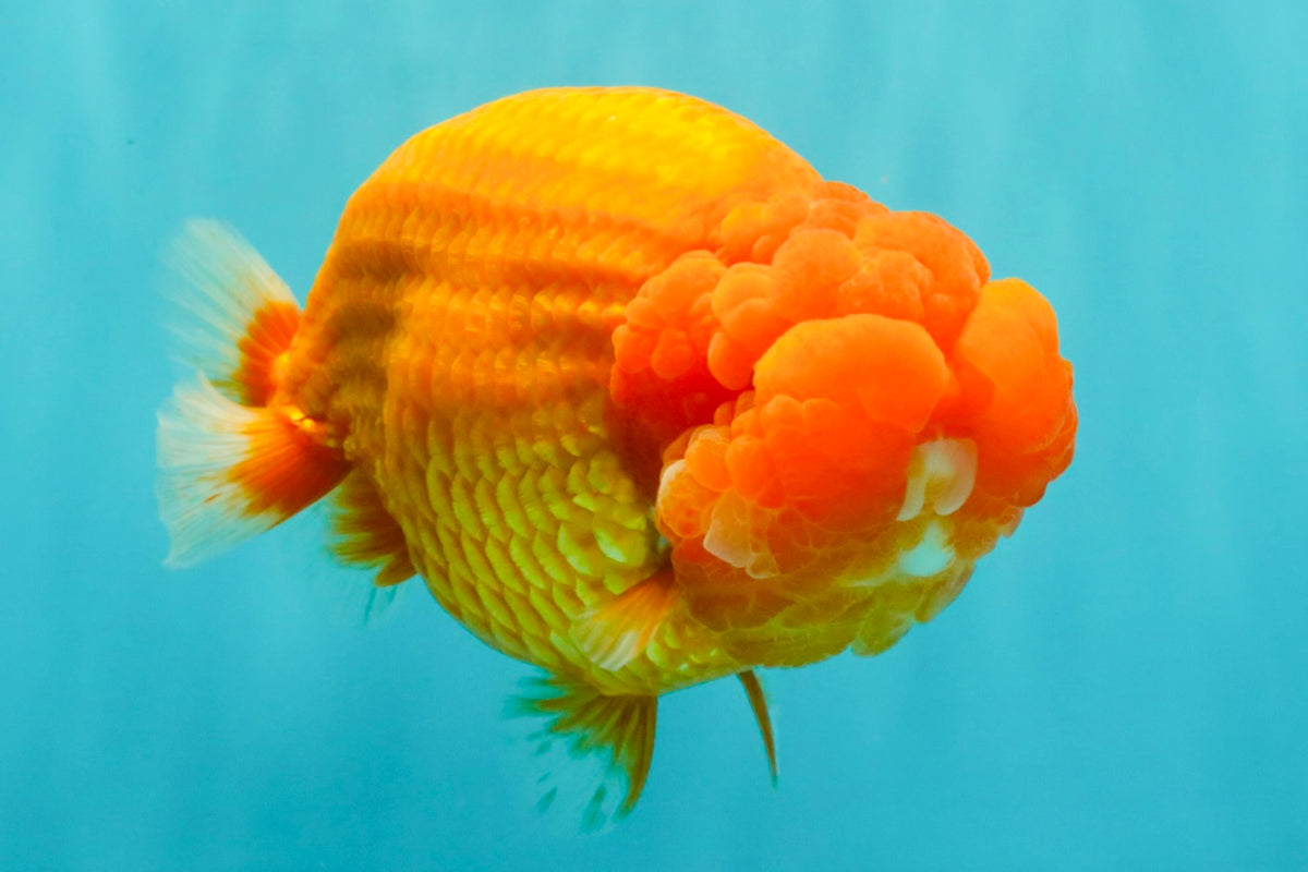 BIG CHEEK AAA Grade Super Hybrid Buffalo Red Ranchu Male 6 inches #100226RC_21