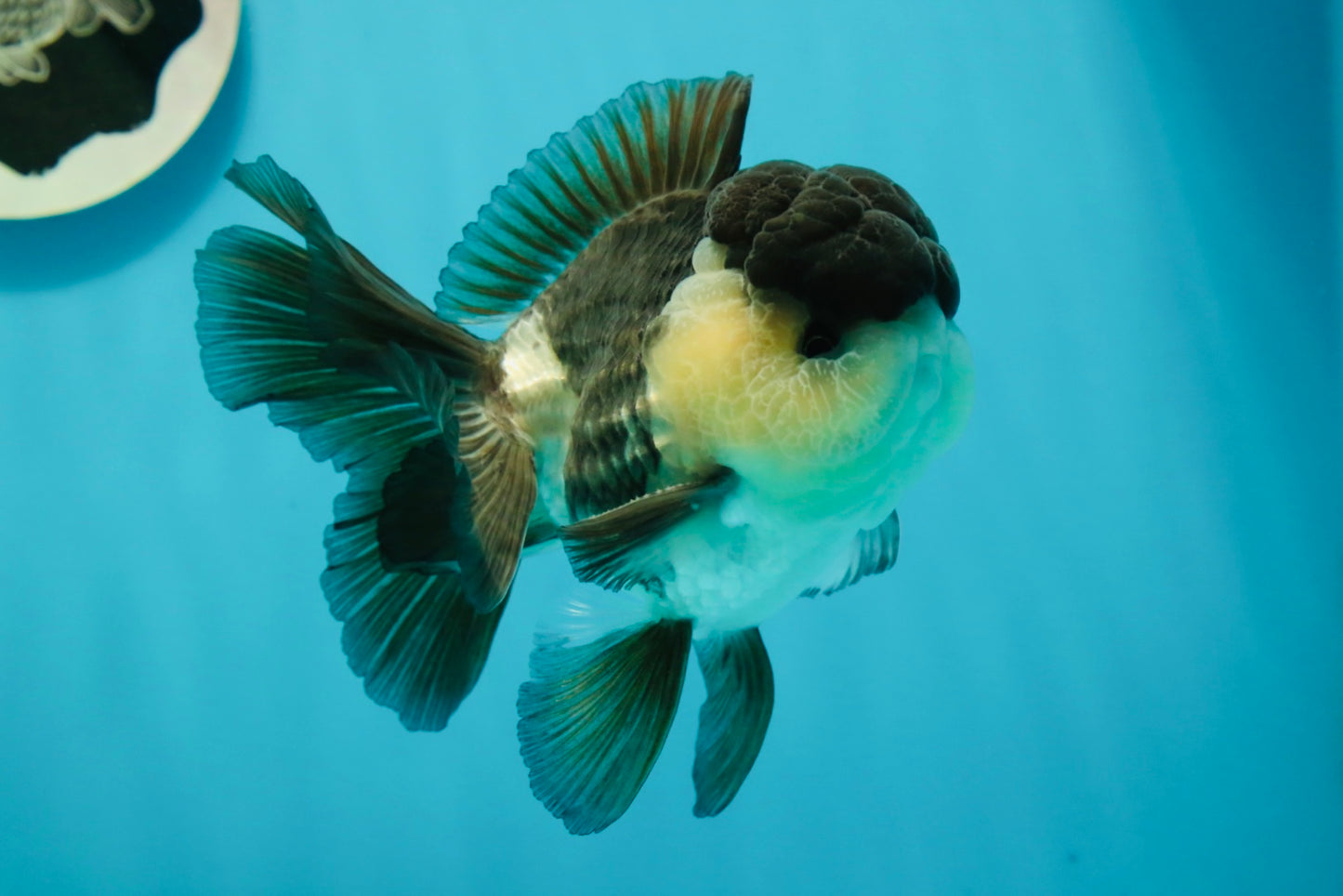 A Grade Panda Oranda Male 4.5-5 inches #1004OR_37