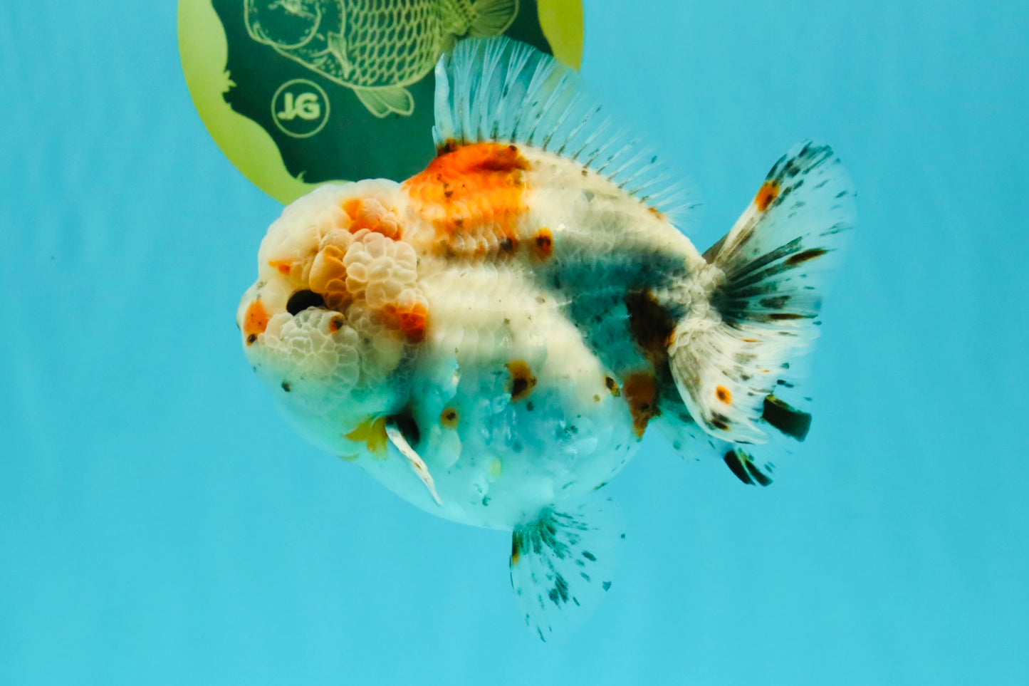 A Grade Calico Yuanbao Male 5-5.5 inches #032026YB_17