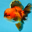 A Grade Apache Oranda Male 6 inches #080125OR_06