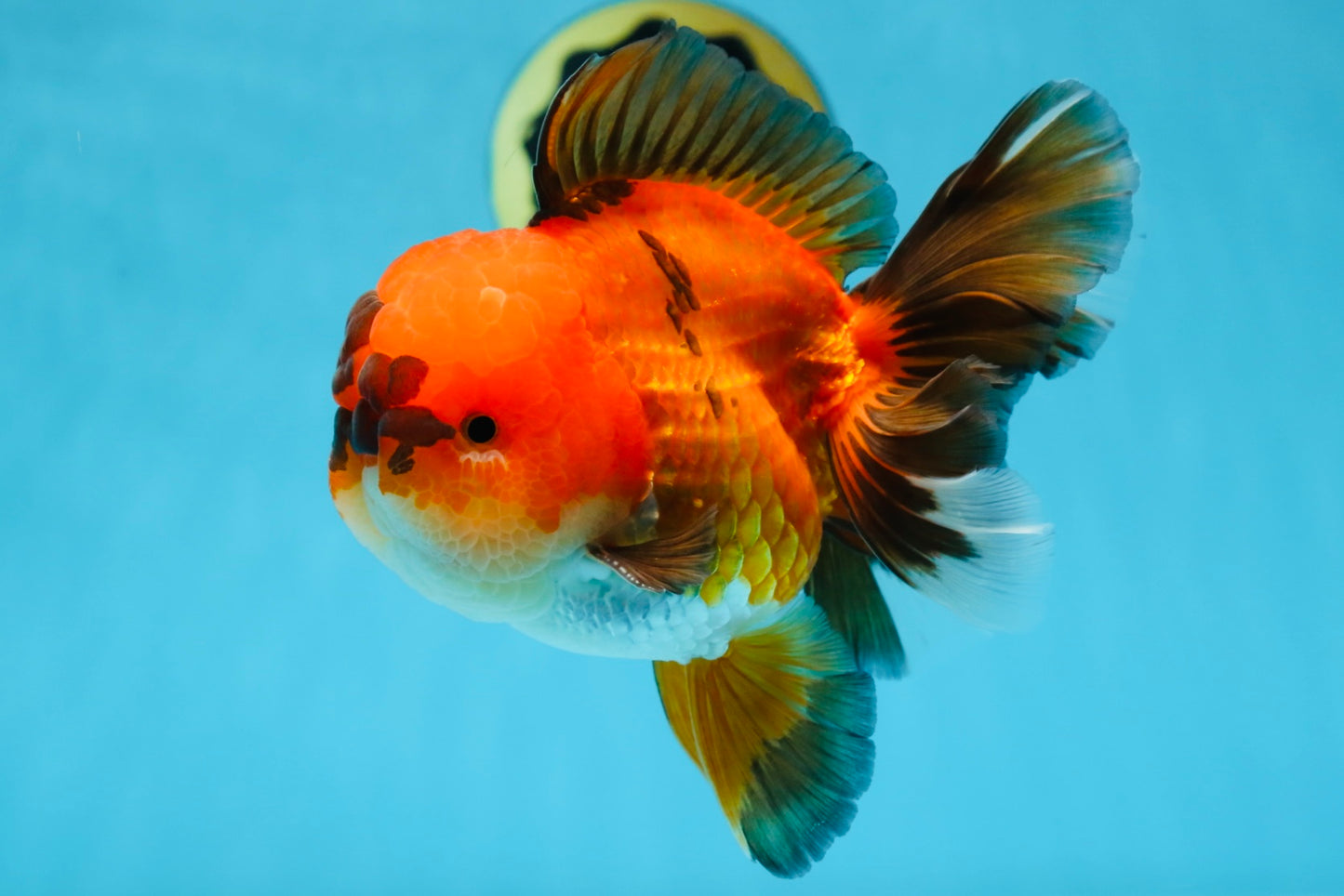 A Grade Apache Oranda Male 6 inches #080125OR_06