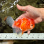 Sakura Oranda Female 5 inches #050126OR_06