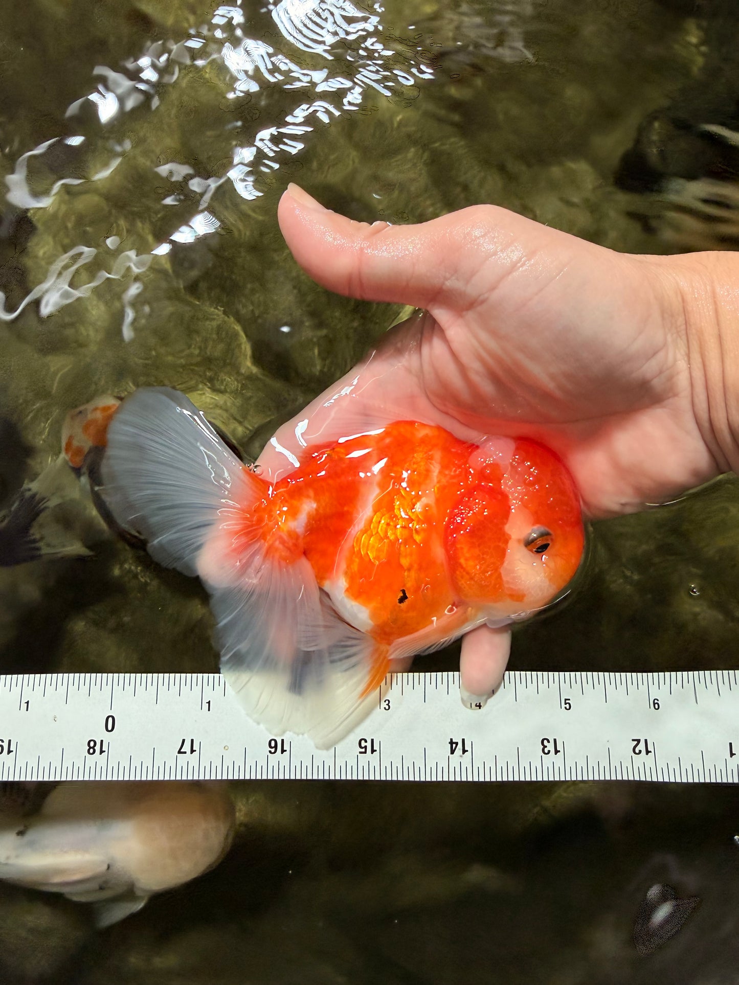 Sakura Oranda Female 5 inches #050126OR_06
