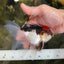 Tricolor Oranda Male 5-5.5 inches #091225OR_26