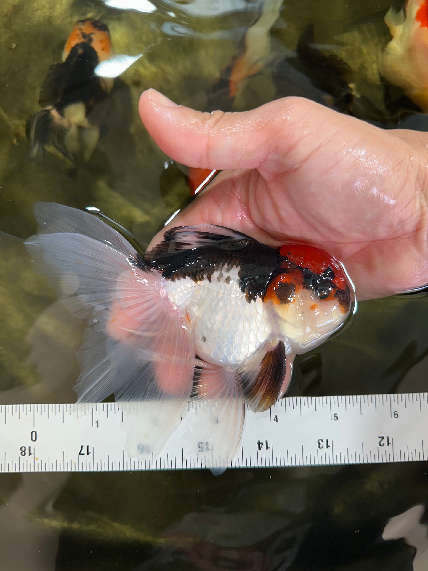 Tricolor Oranda Male 5-5.5 inches #091225OR_26