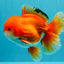 MARIO AAA Grade Red White Oranda Male 5.5 inches #030626OR_20
