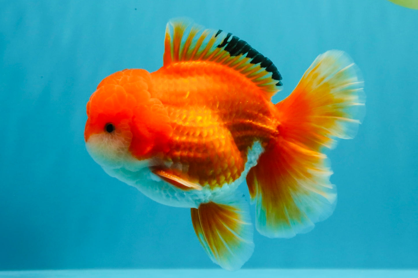 MARIO AAA Grade Red White Oranda Male 5.5 inches #030626OR_20