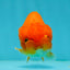 Red Cherry Lionchu Female 3.5-4 inches #1004LC_08