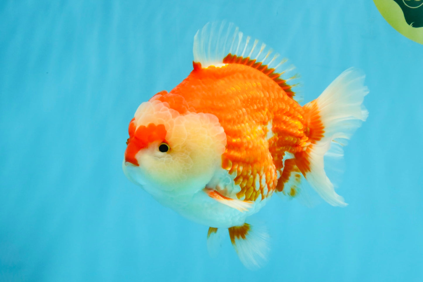 RED HEART A Grade Red White Yuanbao Male 6 inches #032726YB_05