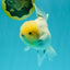 A Grade Marble Oranda Male 6-6.5 inches #042426OR_11