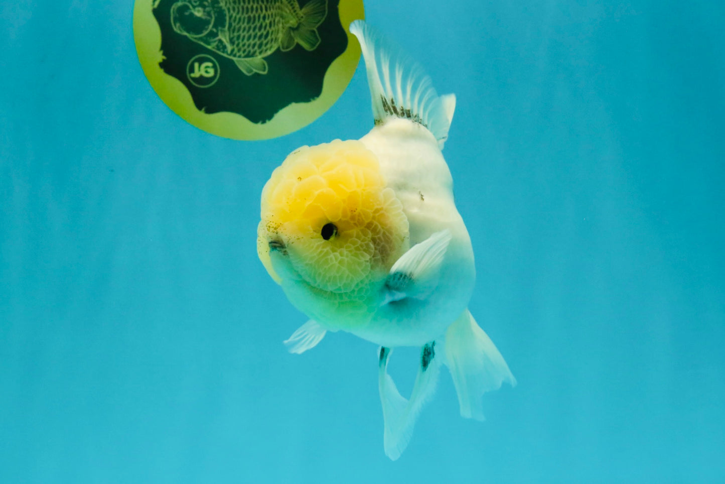 A Grade Marble Oranda Male 6-6.5 inches #042426OR_11
