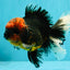 CHONKY AAA Grade Red Head Kirin Oranda Male 6-6.5 inches #072426OR_18