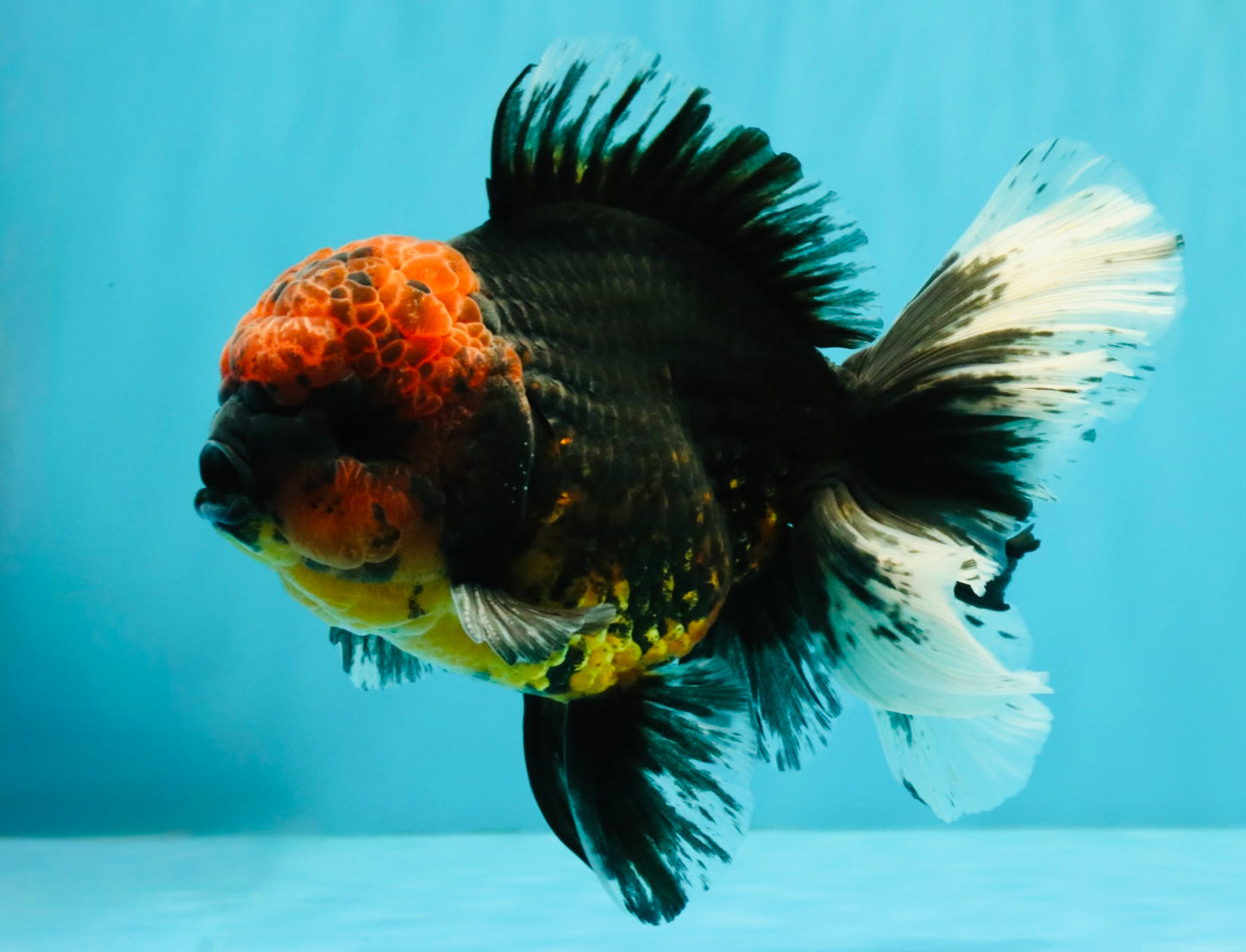 CHONKY AAA Grade Red Head Kirin Oranda Male 6-6.5 inches #072426OR_18