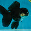 A Grade Panda Oranda Male 5.5 inches #060625OR_15
