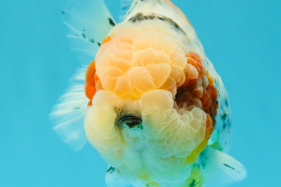 AAA Grade Marble Calico Blue Base Yuanbao Female 6-6.5 inches #032026YB_26