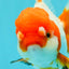 Red White Oranda Female 5.5 inches #110124OR_08