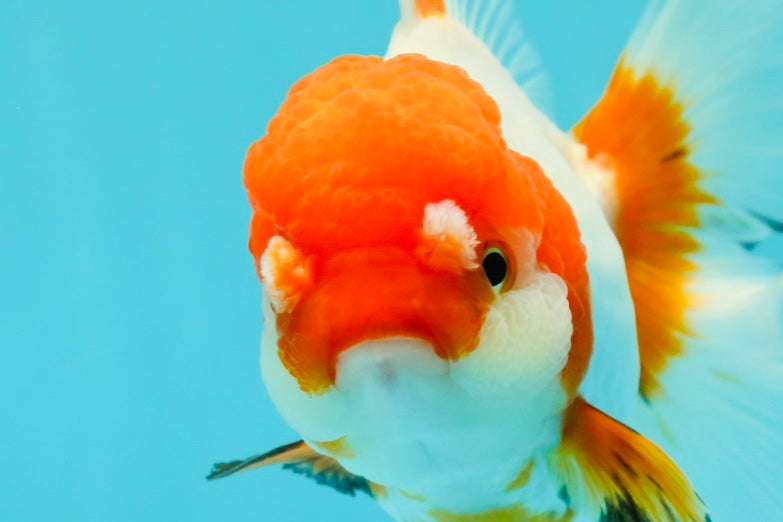 Red White Oranda Female 5.5 inches #110124OR_08