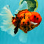 FLUFFY-TAIL AAA Grade Tiger Oranda Female 7-7.5  inches #100226OR_32