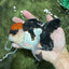 A Grade Villain Tricolor Oranda Male 5.5 inches #111524OR_30