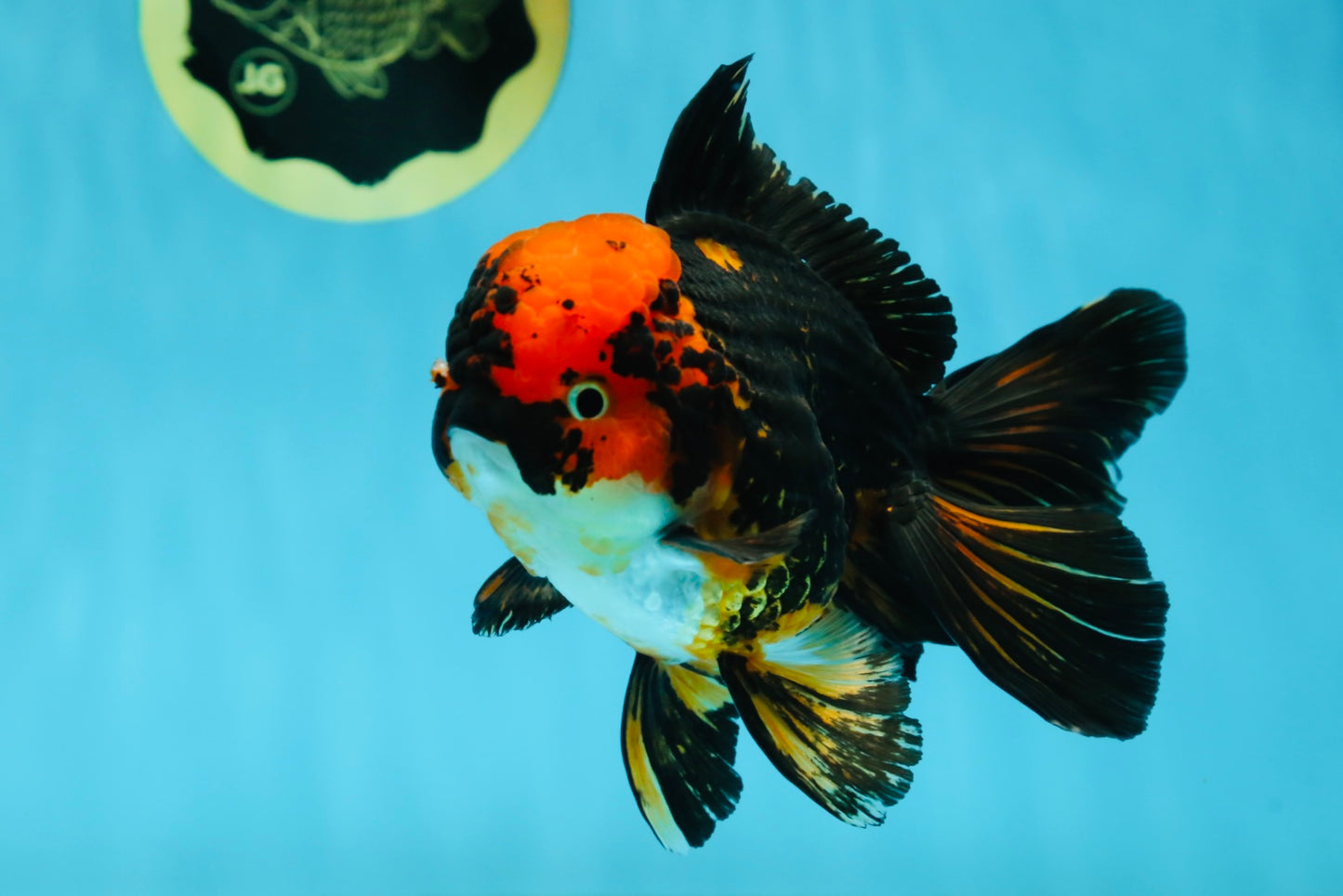 A Grade Stunning Lava Oranda Female 5 inches #010325OR_02