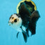 A Grade Panda Oranda Male 5 inches #100325OR_22