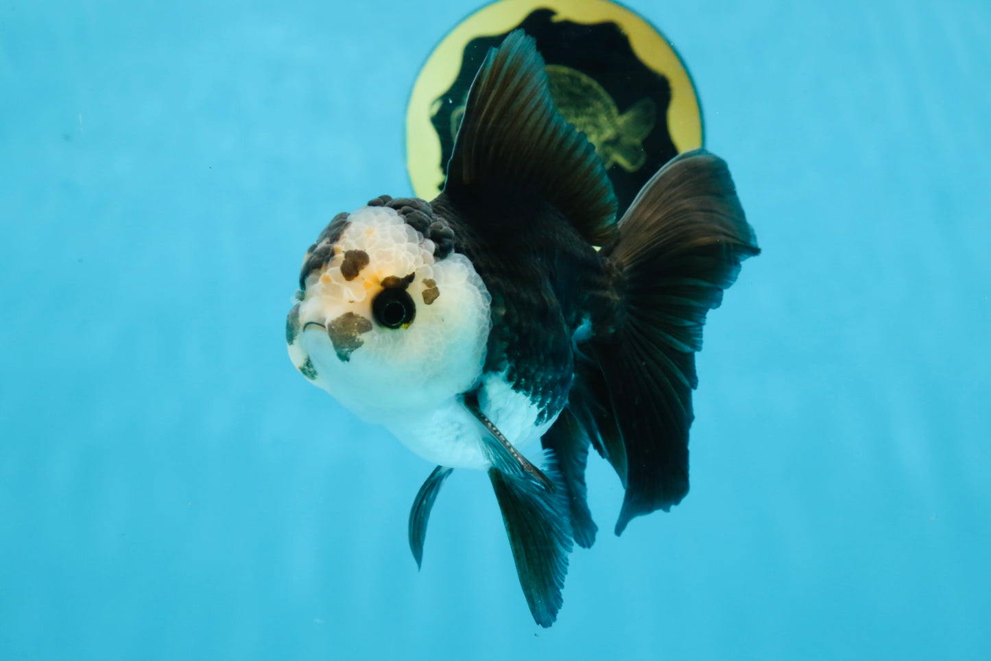 A Grade Panda Oranda Male 5 inches #100325OR_22