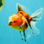 A Grade Marble Oranda Male 6 inches #072426OR_14