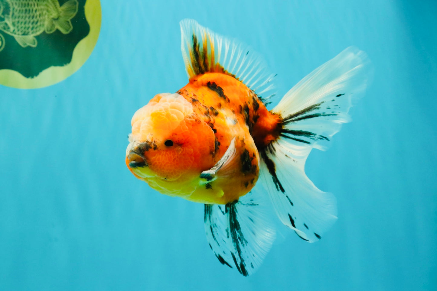 A Grade Marble Oranda Male 6 inches #072426OR_14