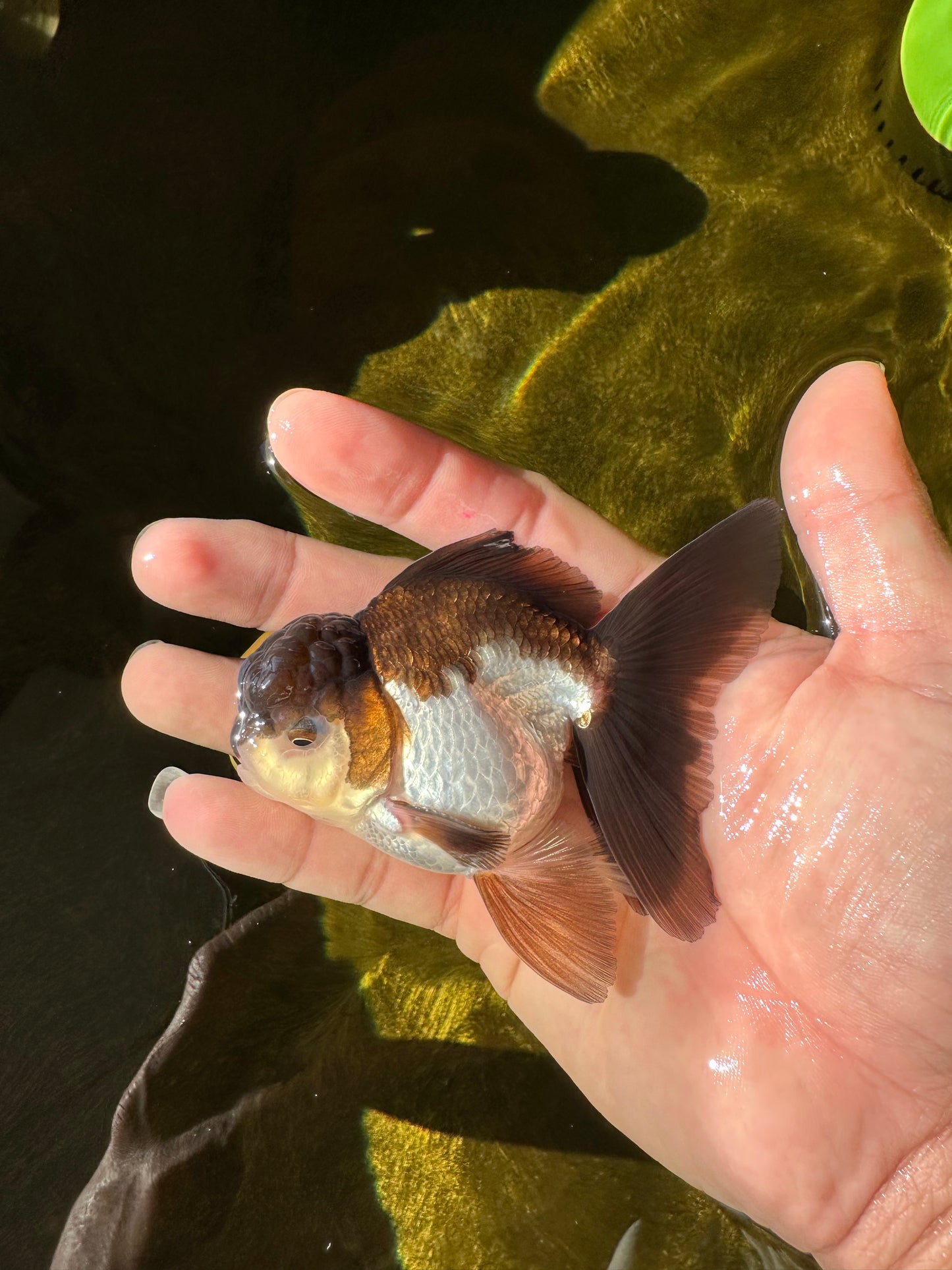 Panda Oranda Male 3.5-4 inches #1018OR_17