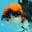 A Grade SUPER WEN Tricolor Oranda Female 6-6.5 inches #072525OR_22
