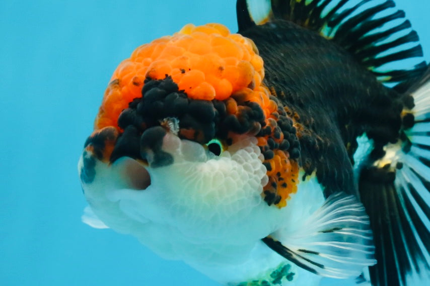 A Grade SUPER WEN Tricolor Oranda Female 6-6.5 inches #072525OR_22