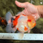 CHUNKY AAA Grade Sakaru Oranda Male 6 inches #092526OR_03