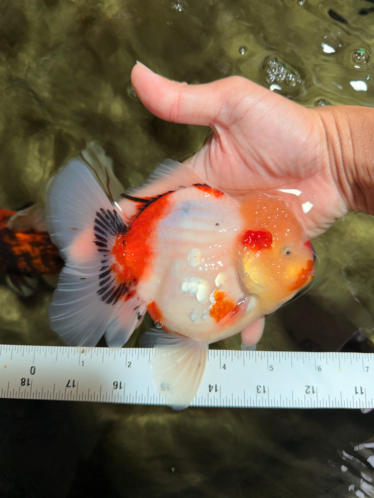 CHUNKY AAA Grade Sakaru Oranda Male 6 inches #092526OR_03