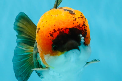 ADORABLE Tricolor Yuanbao Male 5 inches #040326YB_02