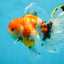 A Grade Flowy Sakura Oranda Female 6 inches #062025OR_22